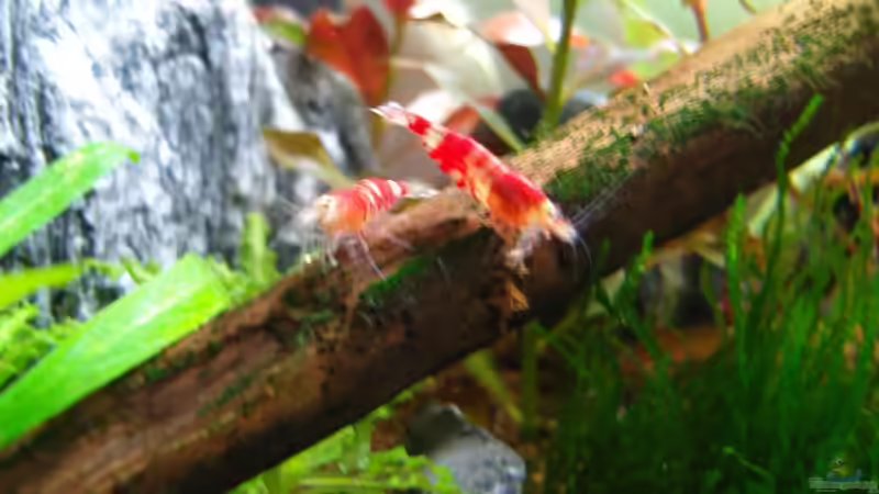 Besatz im Aquarium Becken 8056 von Aquarienfreund44 (20)