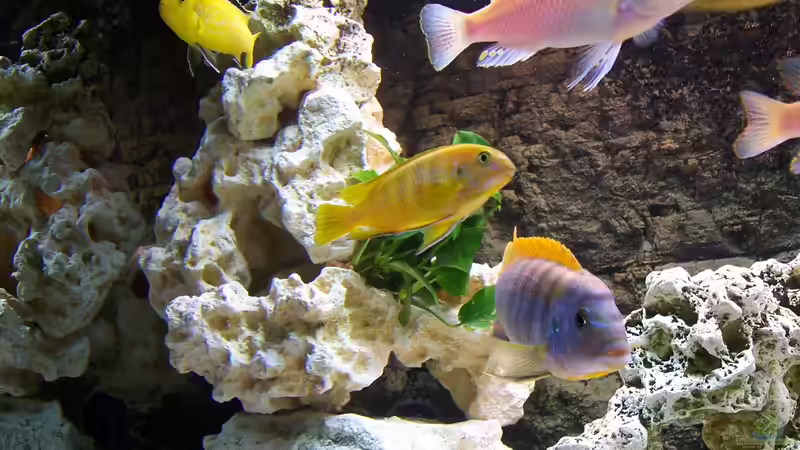 Besatz im Aquarium Becken 8076 von Stefan Schulz (52)