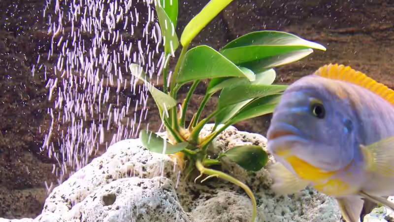 Besatz im Aquarium Becken 8076 von Stefan Schulz (53)