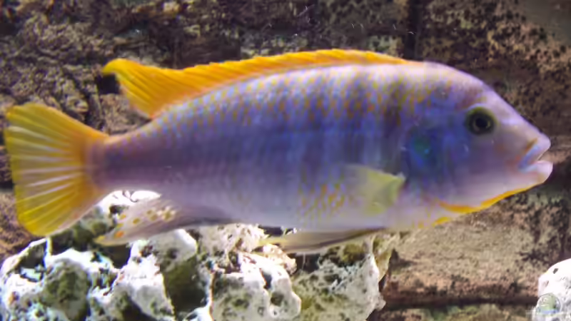 Besatz im Aquarium Becken 8076 von Stefan Schulz (54)