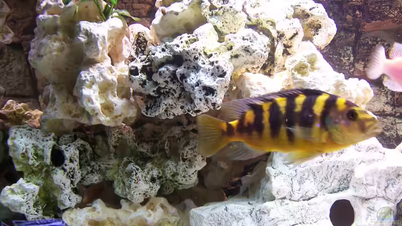 Besatz im Aquarium Becken 8076 von Stefan Schulz (56)