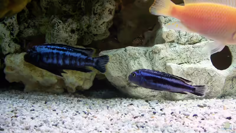 Besatz im Aquarium Becken 8076 von Stefan Schulz (58)