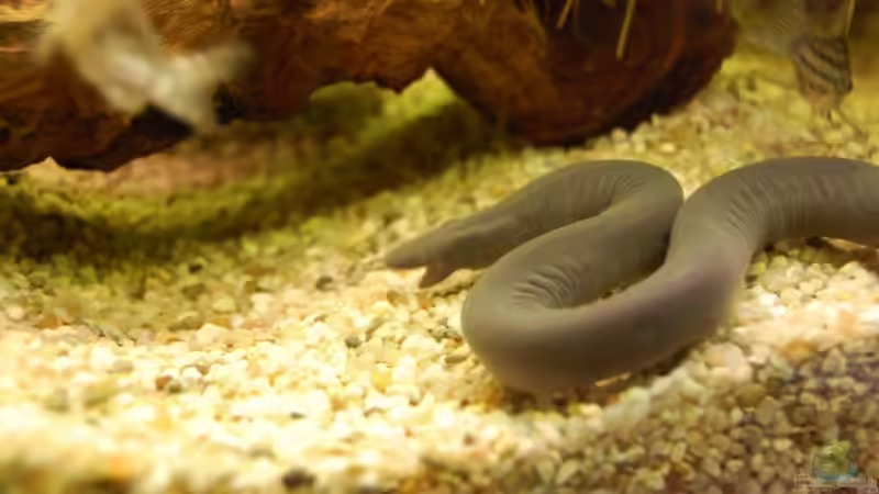 Besatz im Aquarium Becken 8087 von Dennis (21)