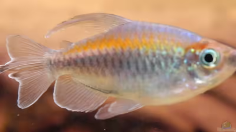 Besatz im Aquarium Becken 8087 von Dennis (28)