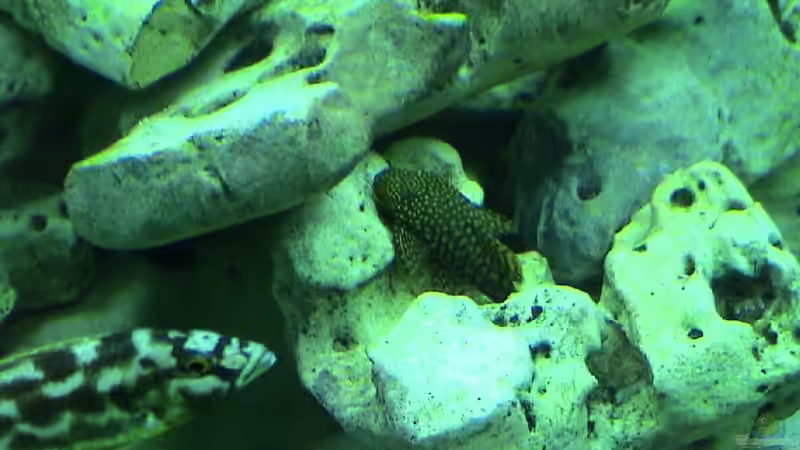 Besatz im Aquarium Becken 81 von Thomas Stackmann (2)