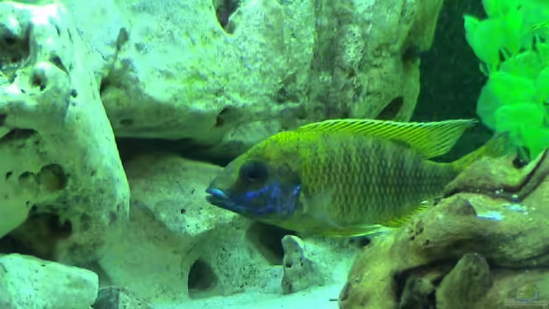 Besatz im Aquarium Becken 81 von Thomas Stackmann (4)