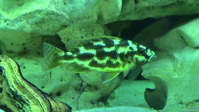 Besatz im Aquarium Becken 81 von Thomas Stackmann (5)