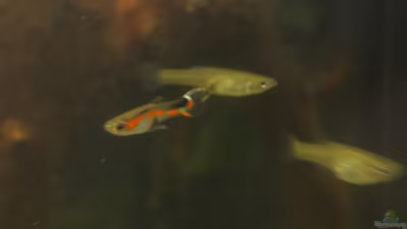 Besatz im Aquarium Becken 8130 von Dschennerell (3)