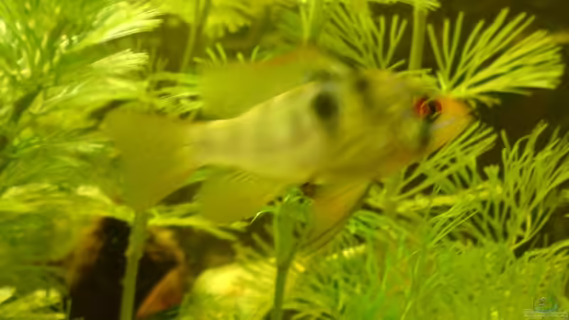 Besatz im Aquarium Becken 8143 von Aquariumfan93 (11)