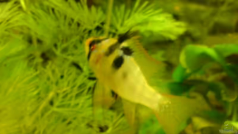 Besatz im Aquarium Becken 8143 von Aquariumfan93 (12)