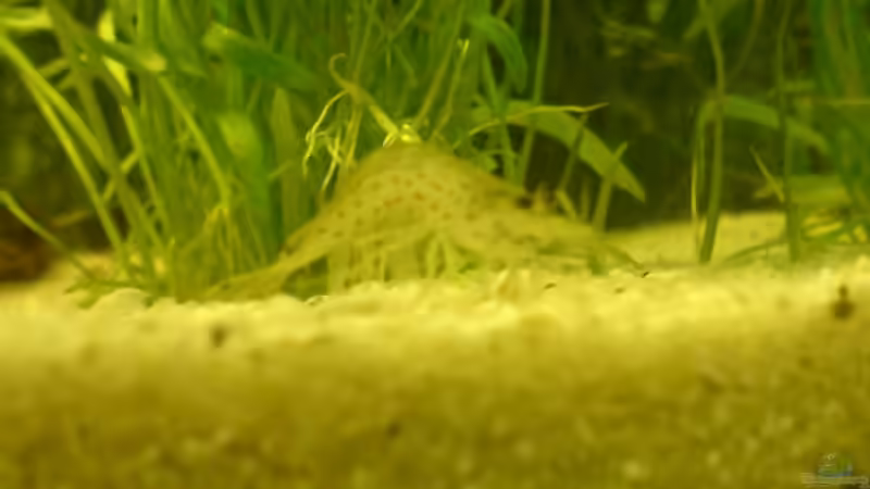 Besatz im Aquarium Becken 8143 von Aquariumfan93 (13)