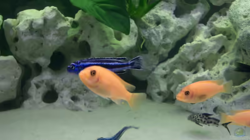 Besatz im Aquarium Becken 815 von Christoph Jacke (6)