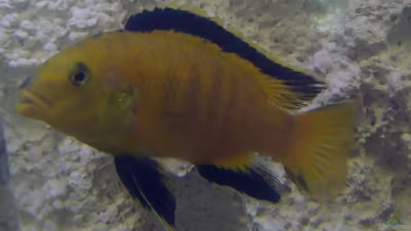 Besatz im Aquarium Becken 8196 von Dominik Meyer (4)