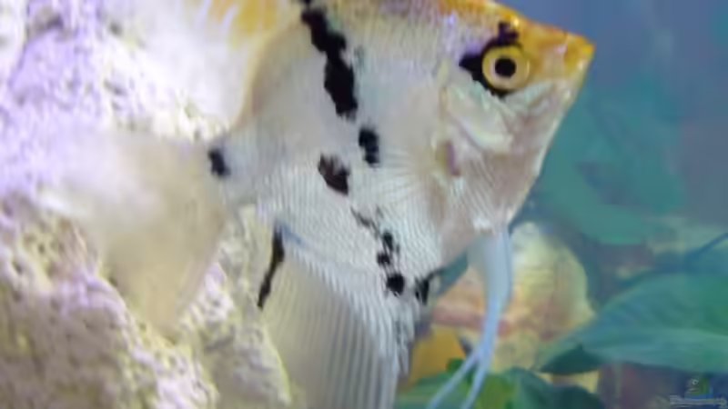 Besatz im Aquarium Becken 8196 von Dominik Meyer (5)