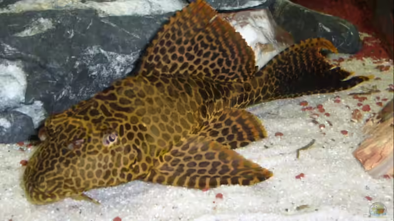 Besatz im Aquarium Becken 8196 von Dominik Meyer (6)