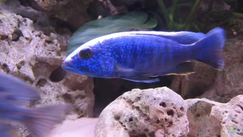 Besatz im Aquarium Becken 820 von Björn Klocke (10)