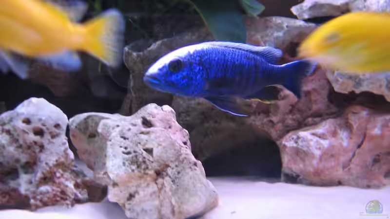 Besatz im Aquarium Becken 820 von Björn Klocke (11)