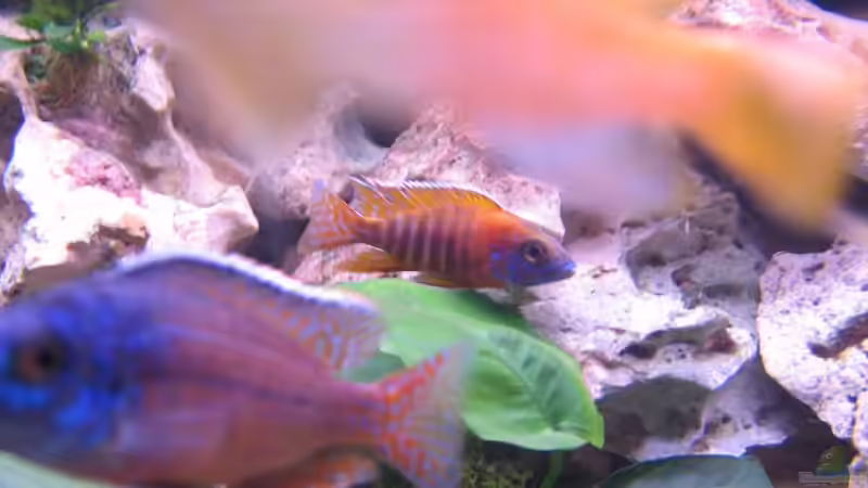 Besatz im Aquarium Becken 820 von Björn Klocke (12)