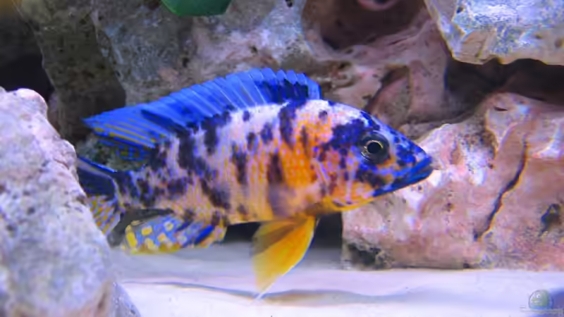 Besatz im Aquarium Becken 820 von Björn Klocke (7)