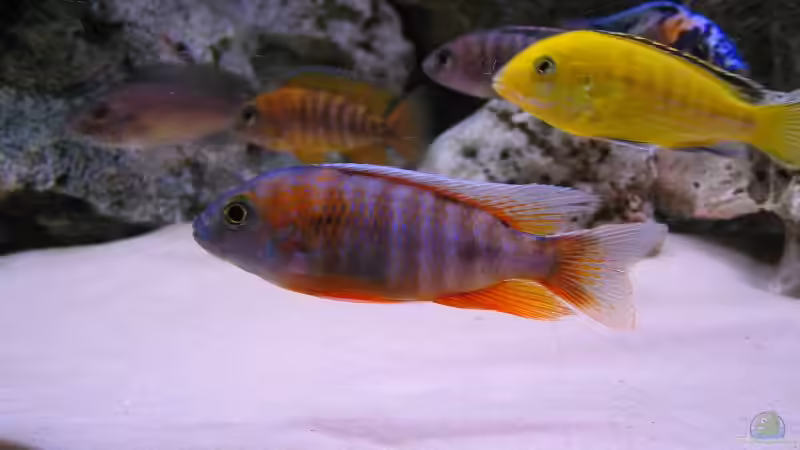 Besatz im Aquarium Becken 820 von Björn Klocke (9)