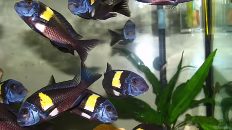 Besatz im Aquarium Becken 8211 von Maswa (9)