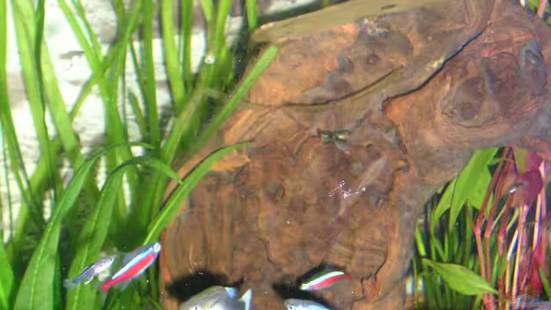 Besatz im Aquarium Becken 8222 von Patrick Wanders (11)