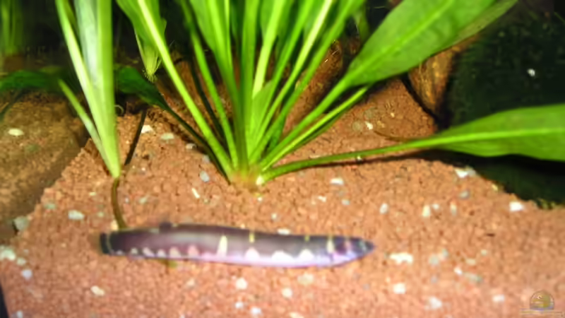 Besatz im Aquarium Becken 8222 von Patrick Wanders (12)