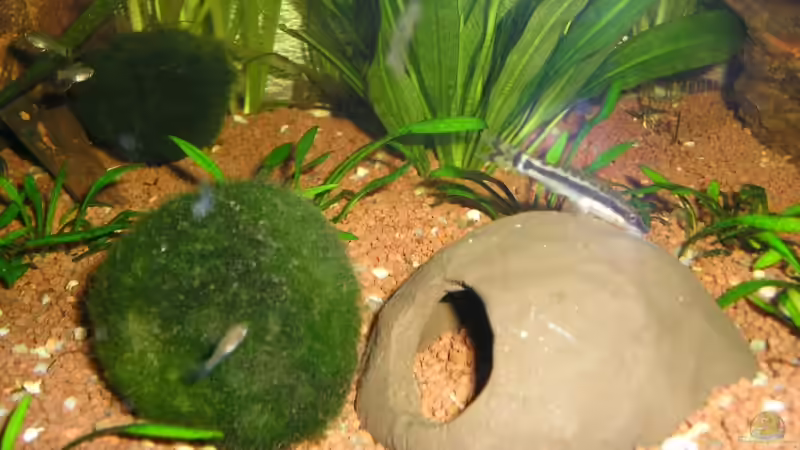 Besatz im Aquarium Becken 8222 von Patrick Wanders (13)