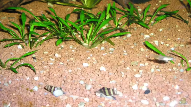 Besatz im Aquarium Becken 8222 von Patrick Wanders (14)