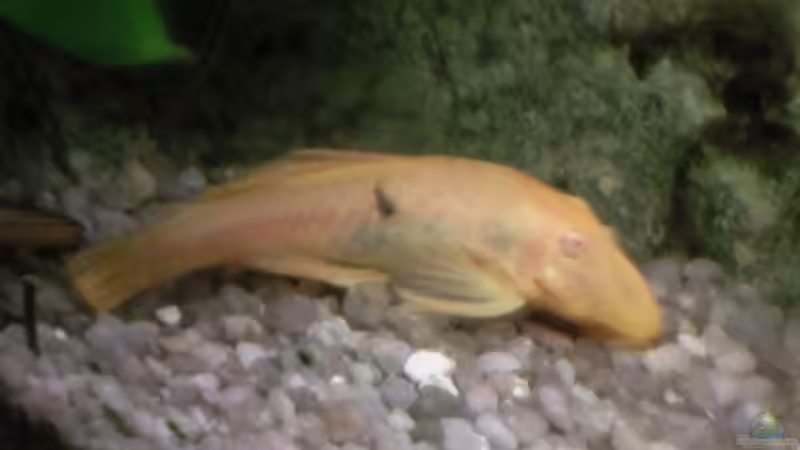 Besatz im Aquarium Becken 8229 von Jochen Prölß (4)