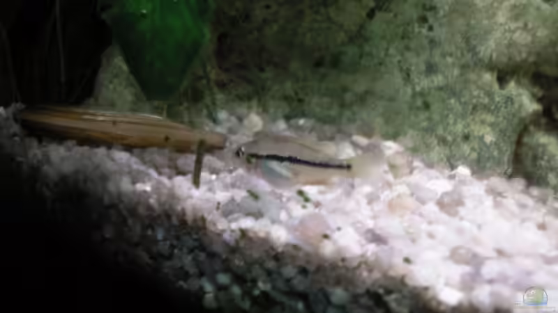 Besatz im Aquarium Becken 8229 von Jochen Prölß (5)