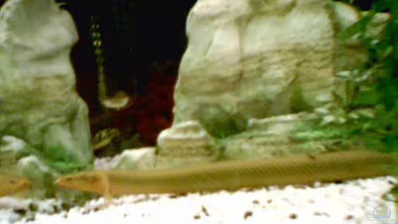 Besatz im Aquarium Becken 8241 von Ingo Weiß (10)