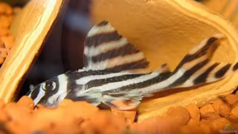 Besatz im Aquarium Becken 8247 von Conny (6)