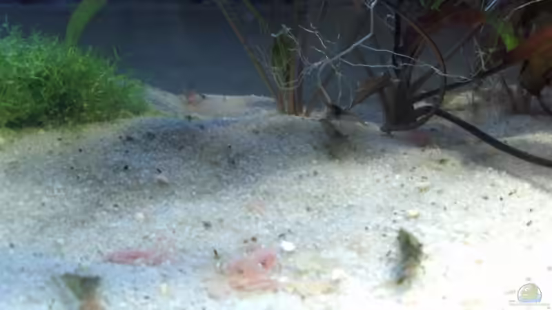 Besatz im Aquarium Becken 8261 von Daniel (10)