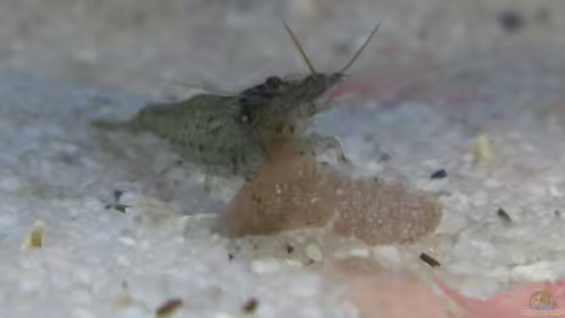 Besatz im Aquarium Becken 8261 von Daniel (7)