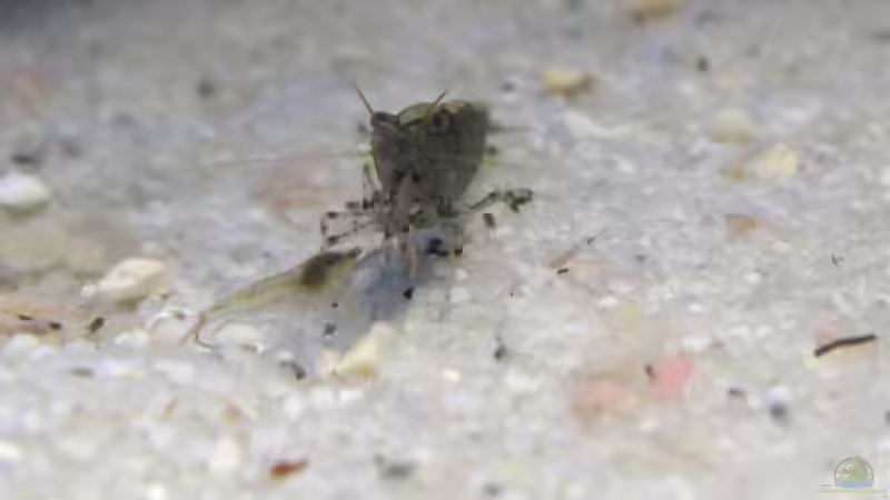 Besatz im Aquarium Becken 8261 von Daniel (8)