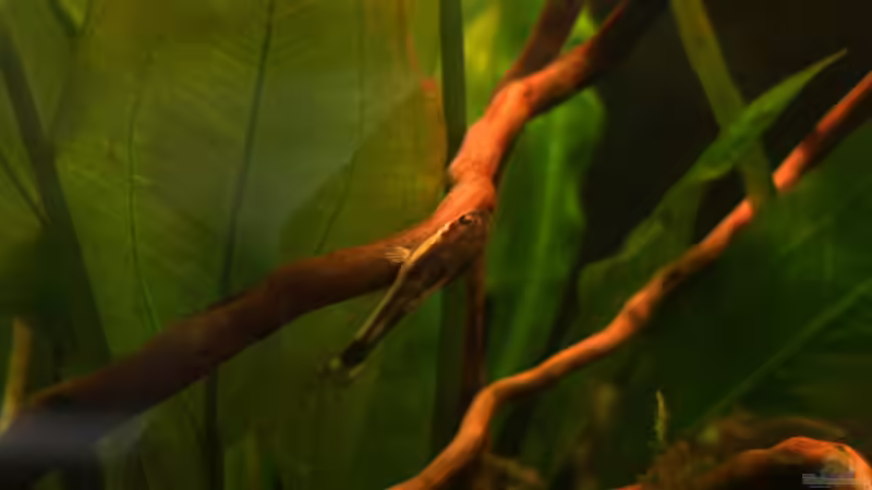 Besatz im Aquarium Becken 8265 von RX (10)