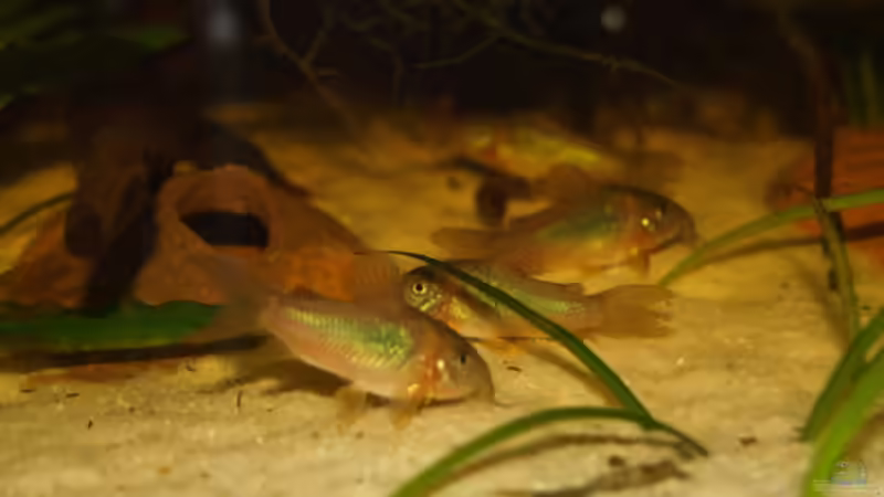 Besatz im Aquarium Becken 8265 von RX (14)