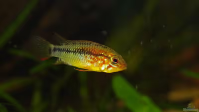 Besatz im Aquarium Becken 8265 von RX (16)