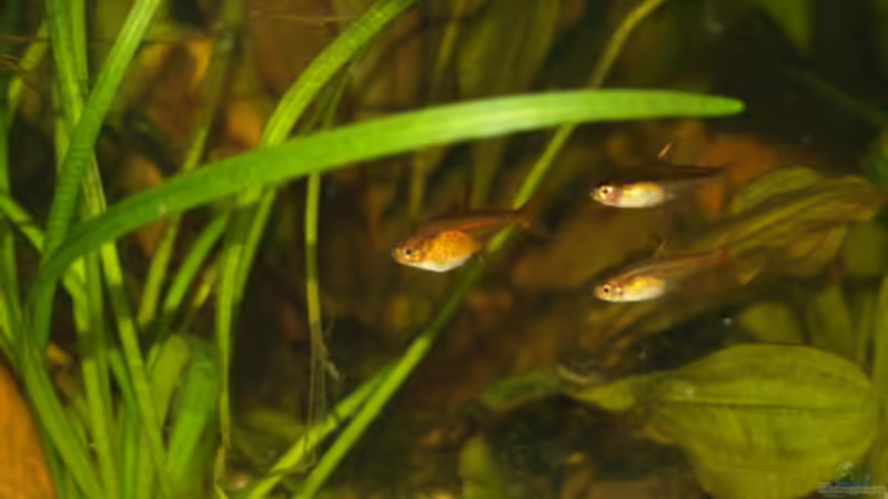 Besatz im Aquarium Becken 8265 von RX (17)