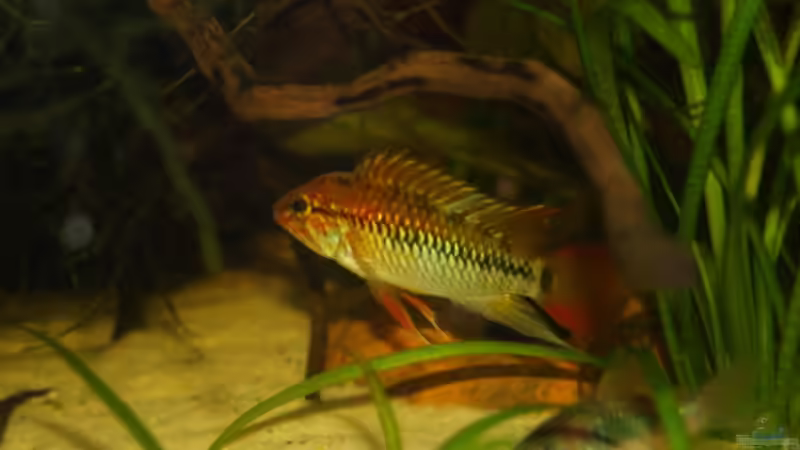 Besatz im Aquarium Becken 8265 von RX (18)