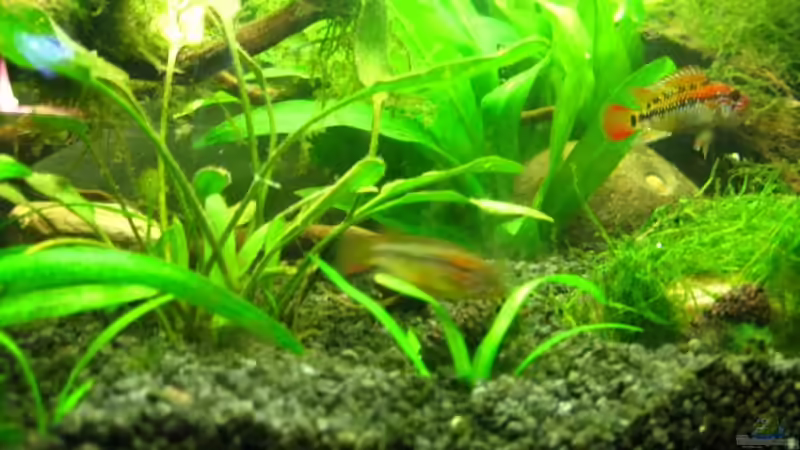 Besatz im Aquarium Becken 8265 von RX (9)