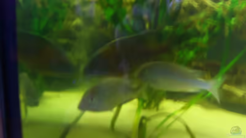 Besatz im Aquarium Becken 8285 von Calli Lehmann (3)