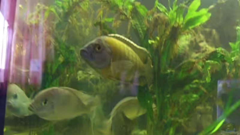 Besatz im Aquarium Becken 8285 von Calli Lehmann (4)