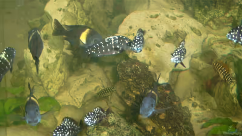 Besatz im Aquarium Becken 829 von Alexander Langer (3)