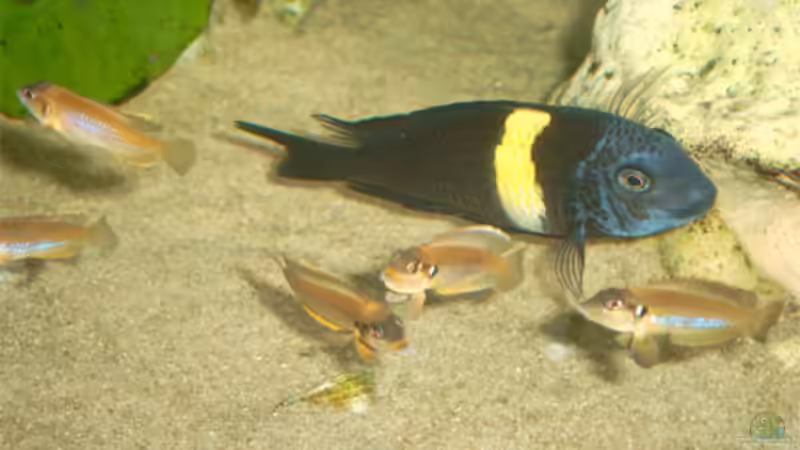 Besatz im Aquarium Becken 829 von Alexander Langer (4)