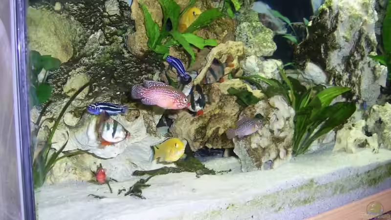 Besatz im Aquarium Becken 8290 von mmaik2k (10)