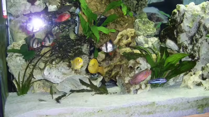 Besatz im Aquarium Becken 8290 von mmaik2k (11)