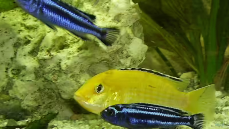 Besatz im Aquarium Becken 8290 von mmaik2k (7)