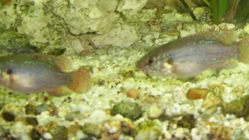 Besatz im Aquarium Becken 8290 von mmaik2k (9)